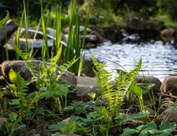 Pond & Ferns, Woodland Garden
Shutterstock.com
New York, NY