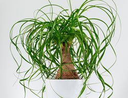 Ponytail Palm, Houseplant In White Pot
Shutterstock.com
New York, NY