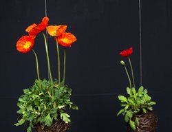 Poppies
Garden Design
Calimesa, CA