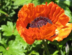 Poppy, Spring Flower
Creative Commons
