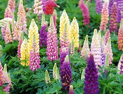 Popsicle Series, Lupines
Walters Gardens
