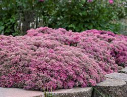 Popstar Sedum, Sedum Hybrid
Proven Winners
Sycamore, IL