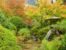 Portland Japanese Garden, Portland Garden, Fall Color
Garden Design
Calimesa, CA