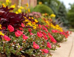 Portulaca Border Plants, Mojave Red Purslane
Proven Winners
Sycamore, IL