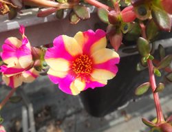 Portulaca Oleracea
Ball Horticultural Company
Chicago, IL