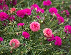 Portulaca, Succulent, Drought Tolerant
Garden Design
Calimesa, CA