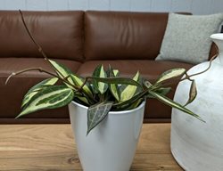 Pot Of Gold Hoya, Hoya Latifolia
Proven Winners
Sycamore, IL
