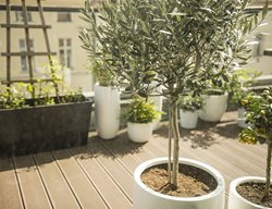 Pot Some Trees
Garden Design
Calimesa, CA