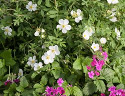 Potentilla In Container, Happy Face White Potentilla, Superbena Pink Shades
Proven Winners
Sycamore, IL