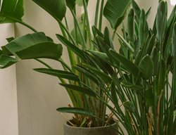 Potted Bird Of Paradise, Indoor Plant
Unsplash
