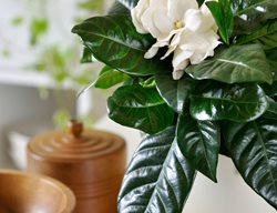 Potted Gardenia, Gardenia Houseplant
Alamy Stock Photo
Brooklyn, NY