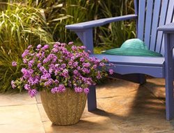 Potted Lantana On Patio, Purple Lantana
Proven Winners
Sycamore, IL