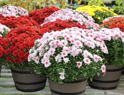 Potted Mums, Fall Mums
Alamy Stock Photo
Brooklyn, NY