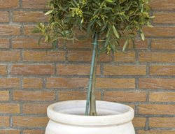 Potted Olive Tree, Olive Tree In White Pot
Shutterstock.com
New York, NY