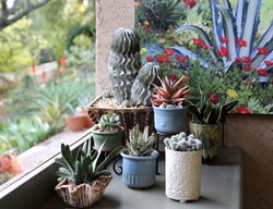 Potted Succulents, Succulent Collection
Garden Design
Calimesa, CA