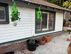 Potted Tomatoes
Garden Design
Calimesa, CA