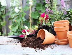 Potting Soil And Pots, Potting Plants
Shutterstock.com
New York, NY