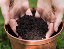 Potting Soil, Potting Soil In Pot, Dirt In Pot
Shutterstock.com
New York, NY