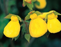 Pouch Flower
Western Hills Garden
Occidental, CA