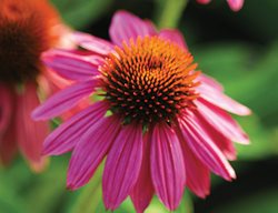 Pow Wow Wild Berry Coneflower, Pink Flower, Coneflower
Proven Winners
Sycamore, IL