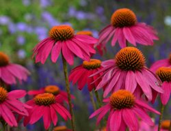 Pow Wow Wildberry Coneflower, Echinacea Purpurea
Walters Gardens
