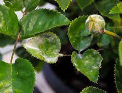 Powdery Mildew On Rose Leaf, Powdery Mildew
Shutterstock.com
New York, NY