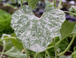 Powdery Mildew, Powdery Mildew On Squash Leaf
Shutterstock.com
New York, NY