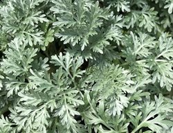 Powis Castle Artemisia, Artemisia Hybrid
Shutterstock.com
New York, NY