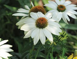 Powwow White Echinacea.
Garden Design
Calimesa, CA
