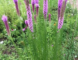 Prairie Blazing Star, Liatris Pycnostachya, Liatris Flower
Shutterstock.com
New York, NY