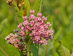 Prairie Milkweed, Asclepias Sullivantii
Alamy Stock Photo
Brooklyn, NY