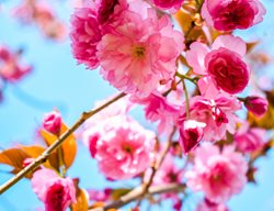 Prairie Rose Crabapple, Malus Ioensis 'prairie Rose', Pink Crabapple Flowers
Shutterstock.com
New York, NY