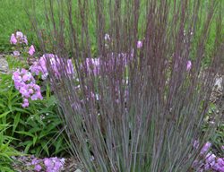 Prairie Winds Blue Paradise, Little Bluestem Grass, Schizachyrium Scoparium
Proven Winners
Sycamore, IL