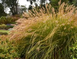 Prairie Winds Desert Plains Fountain Grass, Pennisetum Alopecuroides
Proven Winners
Sycamore, IL