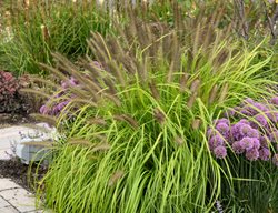 Prairie Winds Lemon Squeeze Fountain Grass, Pennisetum Alopecuroides
Proven Winners
Sycamore, IL