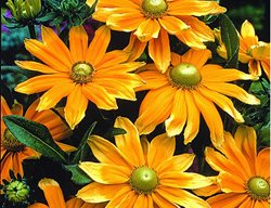 Prairies Sun, Rudbeckia Hirta
All-America Selections
Downers Grove, IL