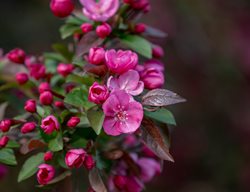 Prairifire Crabapple, Malus 'prairifire', Dark Pink Crabapple Flowers
Shutterstock.com
New York, NY