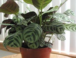 Prayer Plant, Calathea, Houseplant
Shutterstock.com
New York, NY