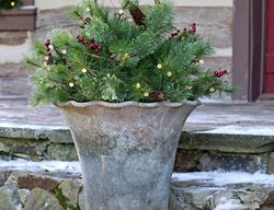Pre-Lit Holiday Urn Filler
Plow & Hearth
