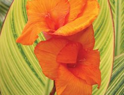 Pretoria Canna, Canna Hybrid
Proven Winners
Sycamore, IL