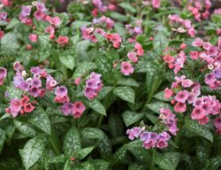 Pretty In Pink Lungwort, Pulmonaria Hybrid
Proven Winners
Sycamore, IL