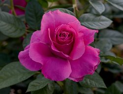 Pretty Lady Rose, Compact Rose
Weeks Roses
Wasco, CA