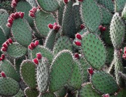Prickly Pear, Cactus, Opuntia
Pixabay
