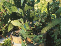 Prickly Pear Cactus, Opuntia, Southwest Native Plant
Garden Design
Calimesa, CA