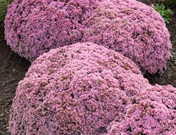 Pride And Joy Sedum, Sedum Hybrid
Proven Winners
Sycamore, IL