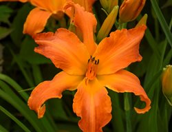 Primal Scream Daylily, Orange Daylily, Orange Flower, Hemorocallis
Proven Winners
Sycamore, IL