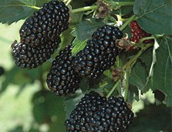 Prime-Ark Freedom Blackberry
Burpee
Warminster, PA