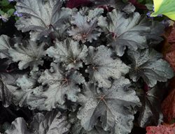 Primo Black Pearl Heuchera, Heuchera, Coral Bells, Black Foliage
Proven Winners
Sycamore, IL