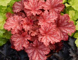 Primo ‘peachberry Ice’, Coral Bells, Orange Leaves
Proven Winners
Sycamore, IL
