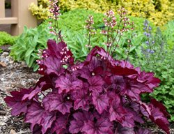 Primo-Wild-Rose
Garden Design
Calimesa, CA